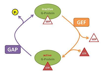 GEF and GAP system.jpg