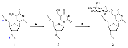 Synthesis of D-glucopyranosyloxymethyluracil.svg