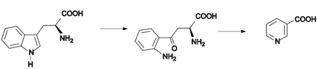Nicotinic acid biosynthesis2.png
