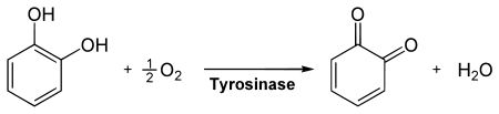 Reaction Tyrosinase.svg