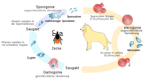 Lebenszyklus von Babesia canis