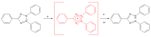 Reduktion des Tetrazolium-Kation über ein Tetrazolium-Radikal zum Formazan