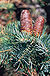 Kolorado-Tanne, Zweige mit Zapfen