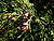 Weihrauchzeder (Calocedrus decurrens), Zweig mit reifen weiblichen Zapfen