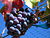 Grenache noir grapes.jpg