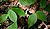 Gelb-Birke (Betula alleghaniensis)