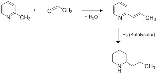 Coniinsynthese aus Picolin und Acetaldehyd