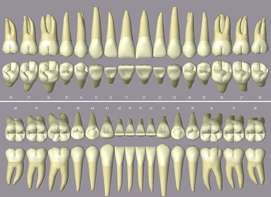 Das menschliche Gebiss in der Zahnmanagementsoftware Open Dental