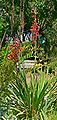 Watsonia fulgens 1.jpg