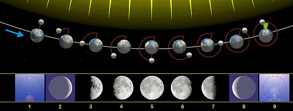 Mondphasen von Neumond über Vollmond bis kurz vor dem nächsten Neumond