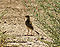 Brachpieper (Anthus campestris), Jungvogel