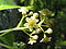 Cinnamomum camphora6.jpg