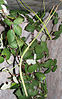 Phobaeticus serratipes.jpg