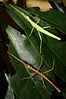 Rhaphiderus spinigerus-Pair, female subadult .jpg