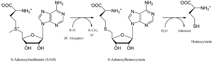 Synthese von Homocystein ausgehend von SAM