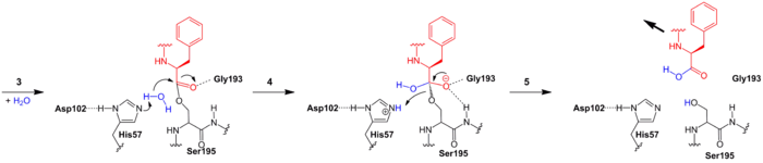 Mechanism chymotrypsin part 2.png