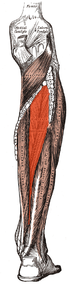 Tibialis posterior.png