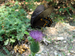 BlackSwallowtail.png