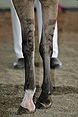 Stipe-leg-pattern-on-domestic-horse-IMG 0214.jpg