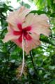 Hibiscus flower.jpg