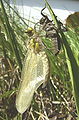 Libellula quadrimaculata Ecdysis7.jpg