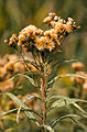 Vernonia fasciculata seed head.jpg