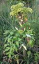 AngelicaArchangelica1.jpg