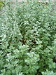 Artemisia absinthium 001.jpg