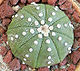 Astrophytum asterias.jpg
