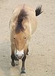 Equus przewalskii-Beijing.jpg