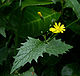 Lapsana communis flower and leaf.jpg