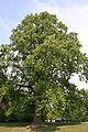 Liriodendron tulipifera (arbre) - Laeken.JPG