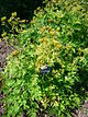 Myrrhis odorata 'sweet cicely' 2007-06-02 (plant).jpg