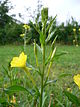 Oenothera biennis 20050825 945.jpg