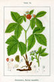 Rubus saxatilis Sturm15.jpg