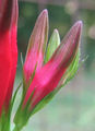 Spigelia marilandica - woodland pinkroot - desc-flowers 5.jpg