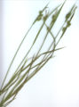 Carex pallescens Habitus.jpg