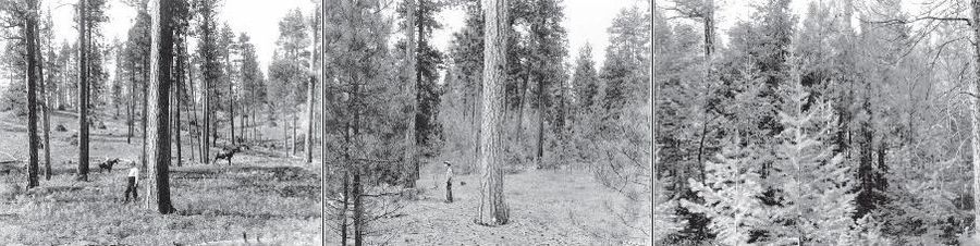 Drei Bilder des selben Gelbkiefernwaldes (Pinus ponderosa) im Bitterroot Nationalforst in Montana aus den Jahren 1909, 1948 und 1989. Die Zunahme der Vegetationsdichte ist auf die Bemühungen zu Brandschutz und Brandvermeidung seit 1895 zurückzuführen.[3]