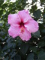 Hibiscus rosa sinensisrosa.jpg