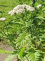 Tanacetum macrophyllum-Stueber.jpg