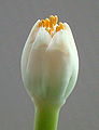 Dh - Haemanthus albiflos, blossom opening 02.JPG