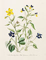 Loudon - British Wild Flowers - pl. 13.jpg
