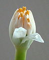 Dh - Haemanthus albiflos, blossom opening 03.JPG