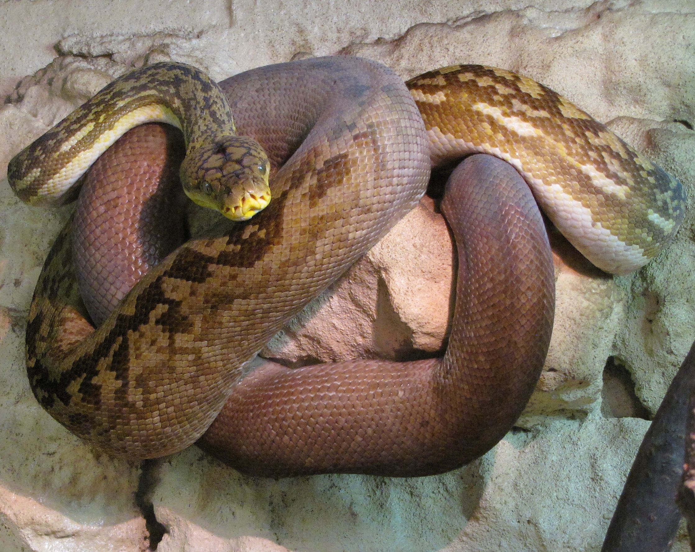Timor-Python
