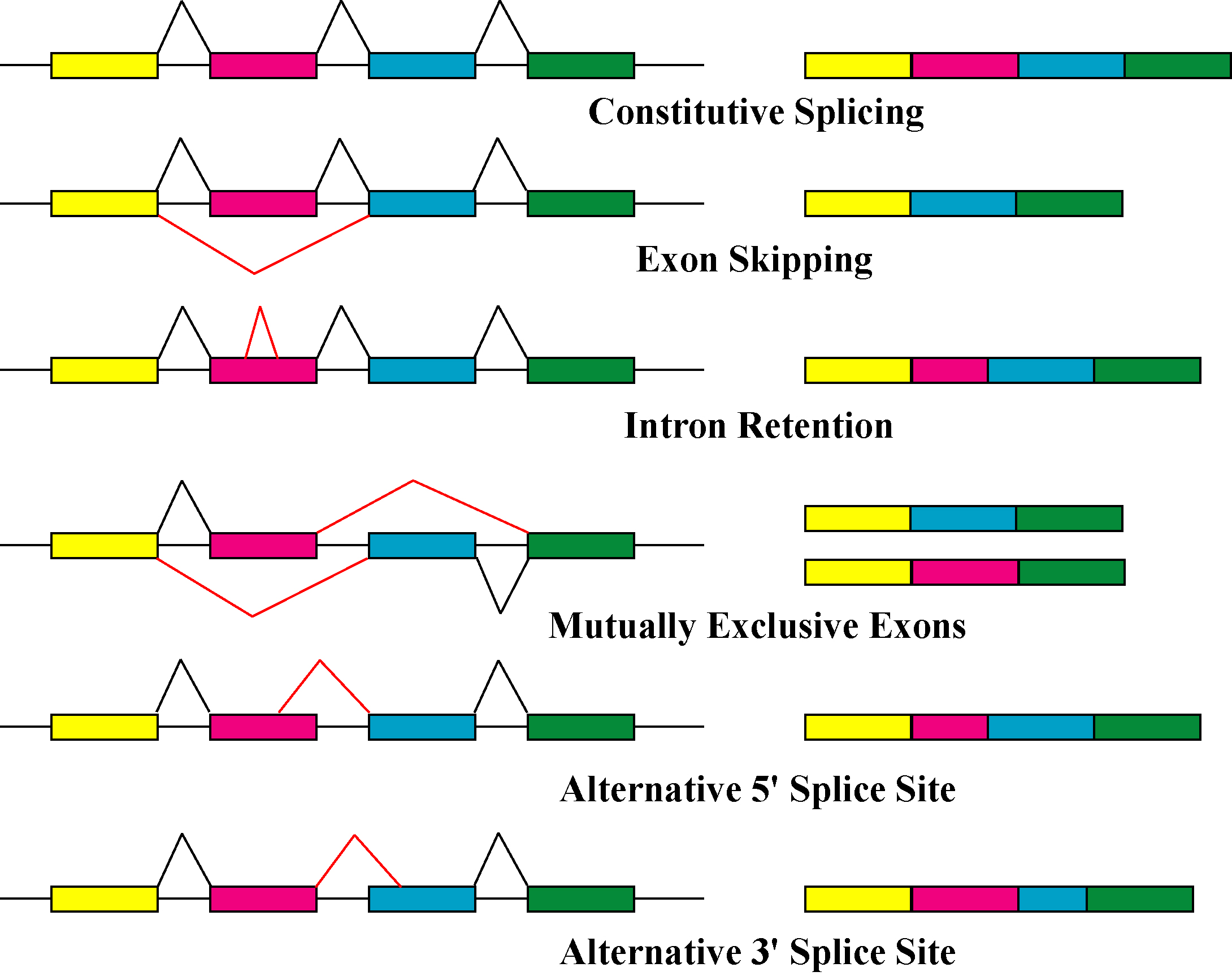 Alternatives Splicing