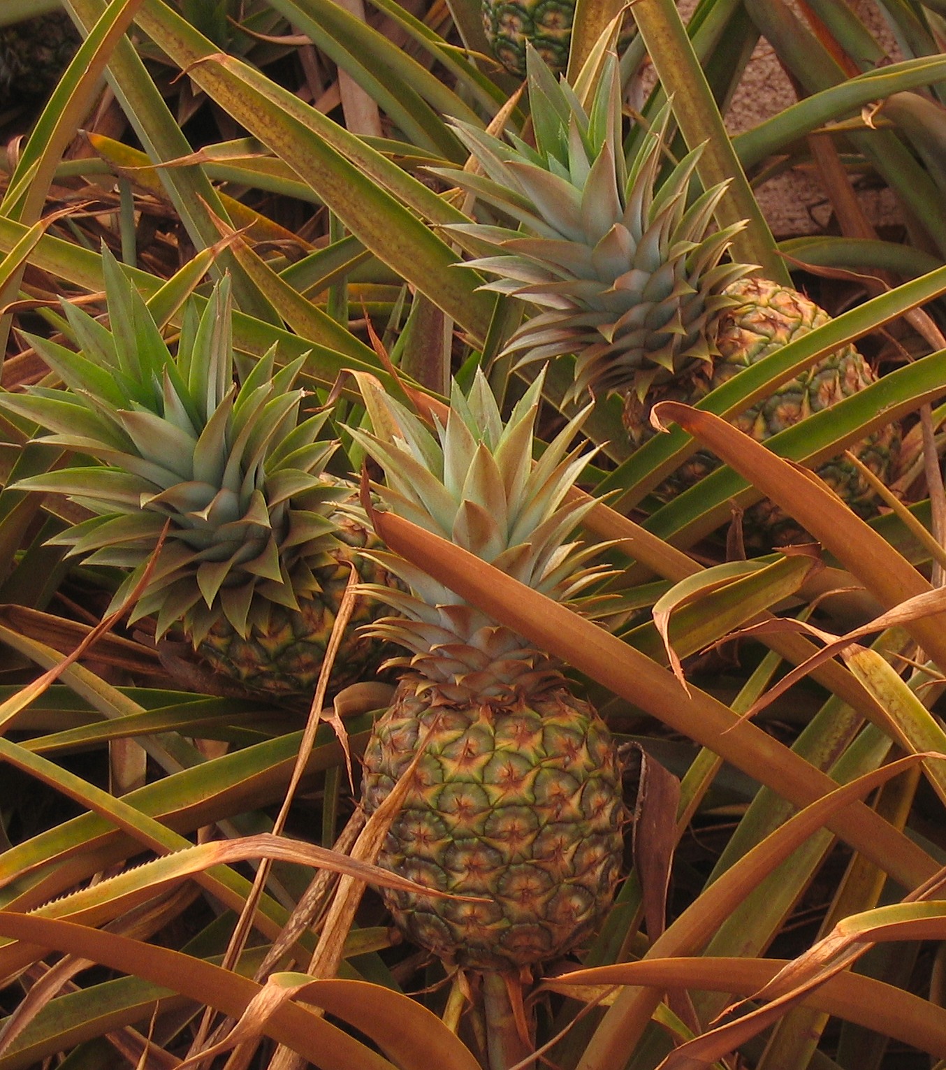 Ananas (Ananas comosus), Ananaspflanze mit reifer Frucht.