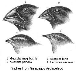 Verschiedene Schnabelformen bei Darwinfinken