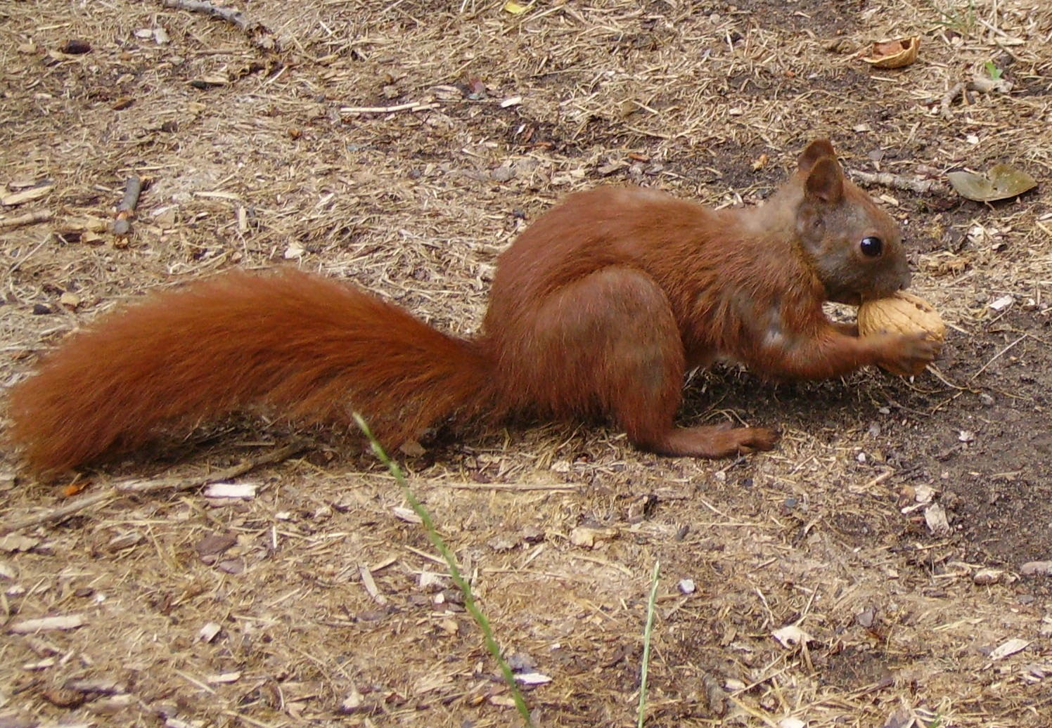 Die Eichhörnchen Eichkätzchen Katteker Nagetier Sciuridae Holzstich E 24345 