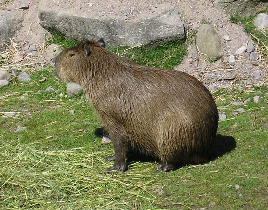 Wasserschwein Capybara Hydrochoerus  hydrochaeris Farbdruck 1958 Zoologie 
