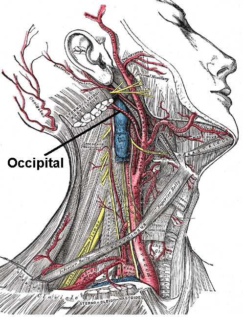 Arteria Occipitalis
